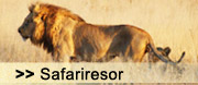 Safari Packages